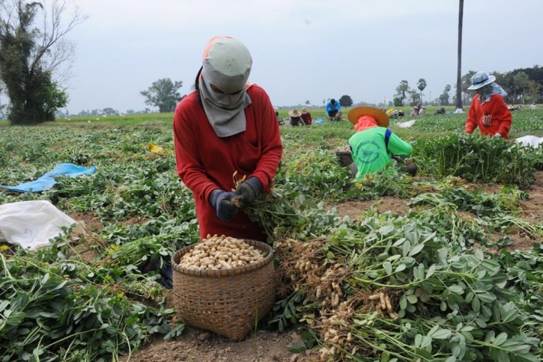 "เฉลิมชัย"สั่งเดินหน้าโครงการยกระดับแปลงใหญ่ต่อ สุดปลื้มหลัง"นายก"พอใจผลโครงการ