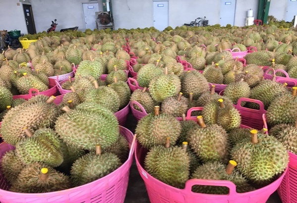 ชาวจันทร์ เตรียมโค่นยางปลูกทุเรียนเพิ่มนับหมื่นไร่ รออ่างเก็บน้ำคลองวังโตนด 