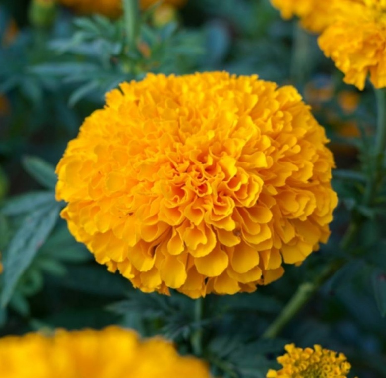 แนะนำดอกไม้บูชาพระเสริมสิริมงคล ยิ่งไหว้ยิ่งเฮง