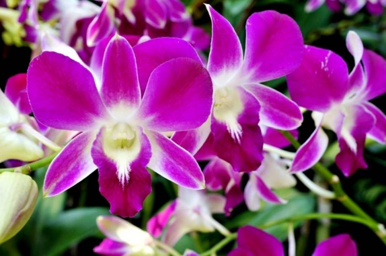 แนะนำดอกไม้บูชาพระเสริมสิริมงคล ยิ่งไหว้ยิ่งเฮง