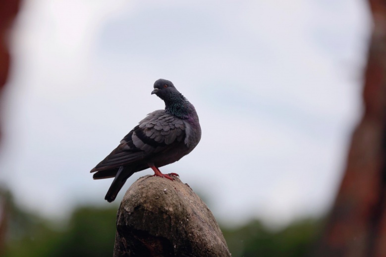 จำได้ไหมครั้งหนึ่งเคยเกิดกระแส 'ออเจ้า' แต่งชุดไทยเที่ยว "วัดไชยวัฒนาราม" 