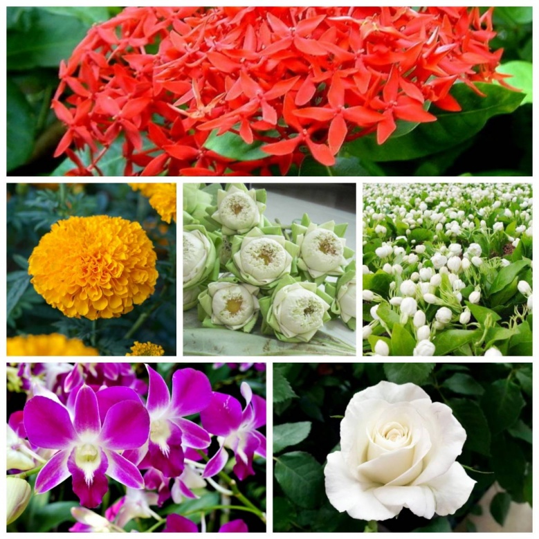 แนะนำดอกไม้บูชาพระเสริมสิริมงคล ยิ่งไหว้ยิ่งเฮง