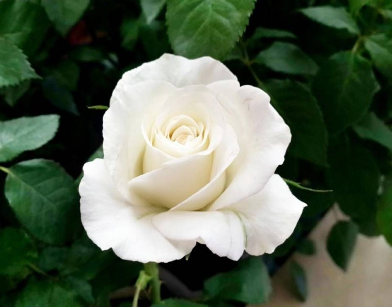 แนะนำดอกไม้บูชาพระเสริมสิริมงคล ยิ่งไหว้ยิ่งเฮง