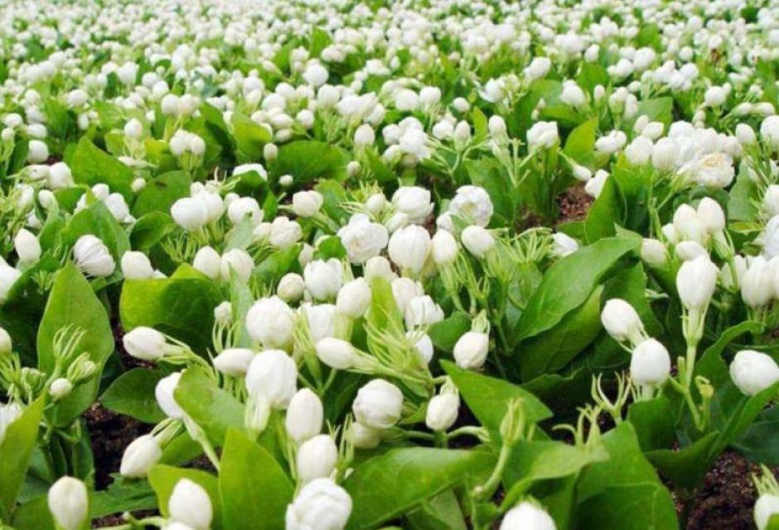 แนะนำดอกไม้บูชาพระเสริมสิริมงคล ยิ่งไหว้ยิ่งเฮง