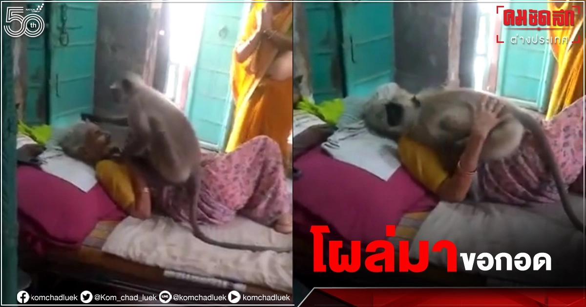 "ค่างหนุมาน"เข้าไปกอดคุณยายเหมือนเด็กน้อย (คลิป) 