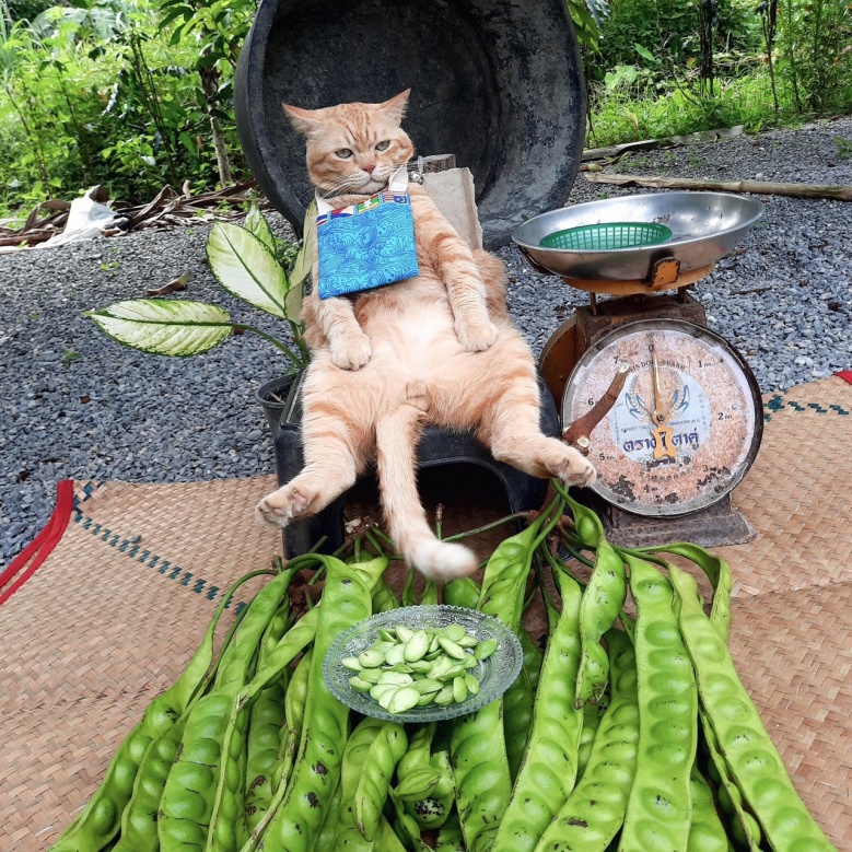 "ละมุดแมวส้ม"จากนายหัวคุมสวน เจอโควิดพ่นพิษ ผันตัวมาเป็นพ่อค้า