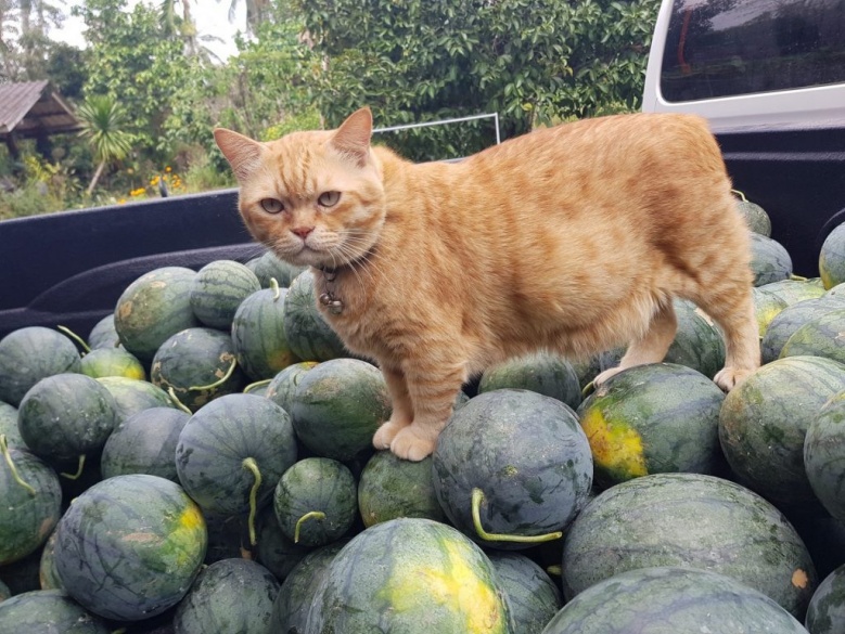 "ละมุดแมวส้ม"จากนายหัวคุมสวน เจอโควิดพ่นพิษ ผันตัวมาเป็นพ่อค้า