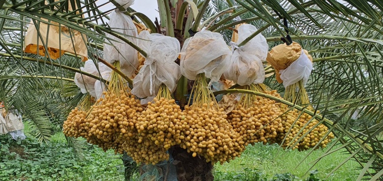 เช็ค อิน กิน เที่ยว "สวนอินทผลัมคุณแอน" จ.สระแก้ว 