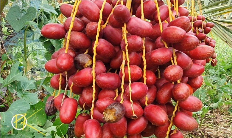 เช็ค อิน กิน เที่ยว "สวนอินทผลัมคุณแอน" จ.สระแก้ว 