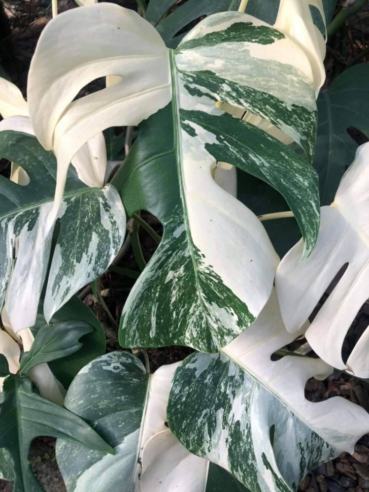 "ไม่มีแผ่ว" 4 กลุ่ม "ไม้ใบ" ไม่มีวันตาย ผู้ค้ารายใหม่แห่เข้าตลาด "ไม้ด่าง"