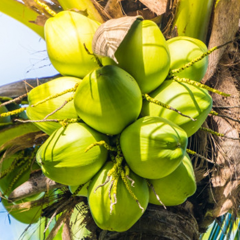 ดื่ม "น้ำมะพร้าว" ช่วยเครื่่องฟิต สตาร์ทติดง่าย จริงหรือ