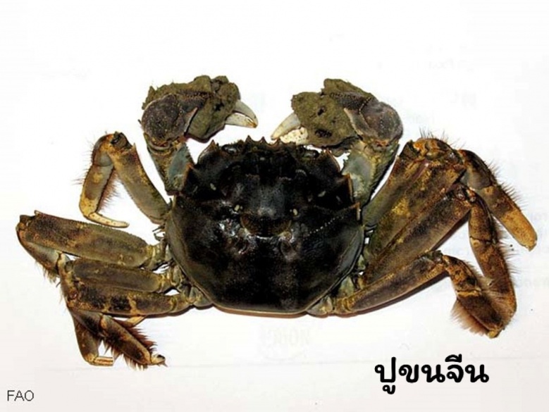 สัตว์น้ำต่างถิ่น, เอเลียนสปีชีส์