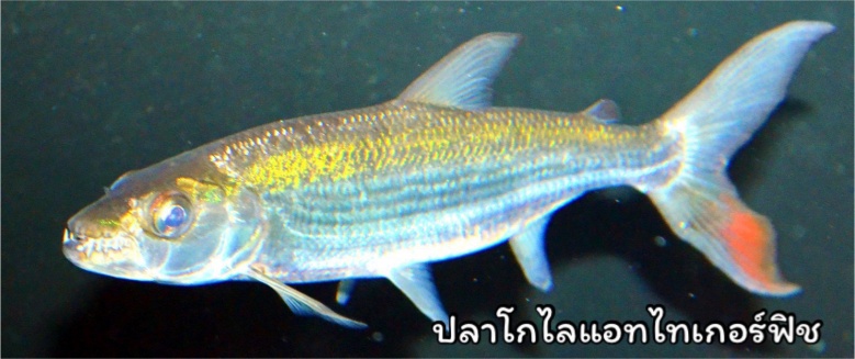 สัตว์น้ำต่างถิ่น, เอเลียนสปีชีส์