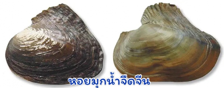 สัตว์น้ำต่างถิ่น, เอเลียนสปีชีส์