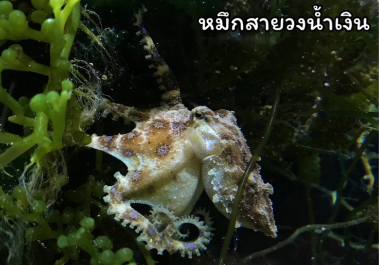 สัตว์น้ำต่างถิ่น, เอเลียนสปีชีส์