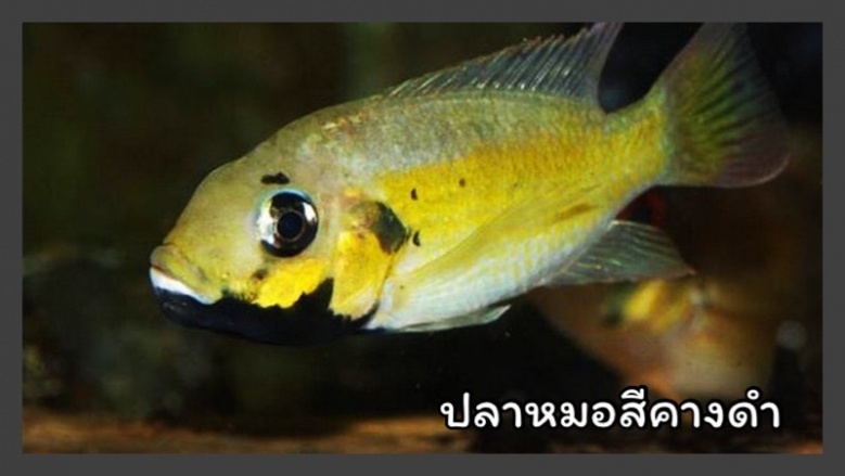 สัตว์น้ำต่างถิ่น, เอเลียนสปีชีส์