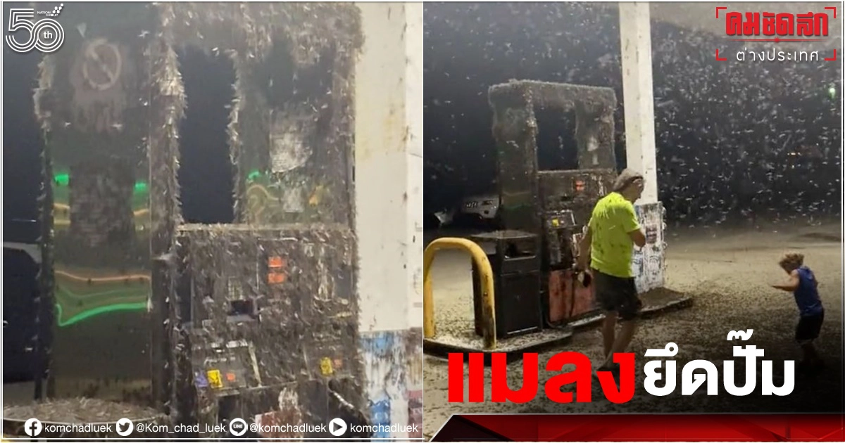 ขนลุก กองทัพ "แมลงชีปะขาว" บุกยึดปั๊มน้ำมัน คลิป TikTok กว่า 6.4 ล้านวิว ขนลุก กองทัพ "แมลงชีปะขาว" บุกยึดปั๊มน้ำมัน คลิป TikTok กว่า 6.4 ล้านวิว