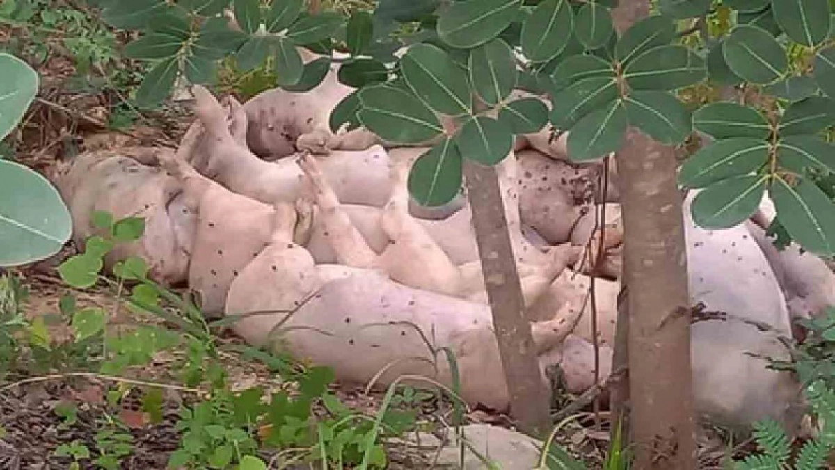 ใครนำมาทิ้ง..ชาวบ้านผวา.."พบซากหมูตาย"จำนวนมาก  อ.ตาพระยา จ.สระแก้ว