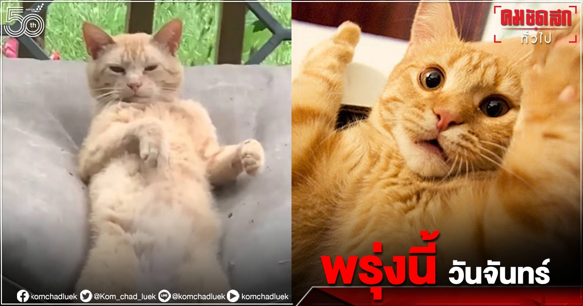 "แมวขี้เซา" ถูกเจ้าของคลิปเรียกแต่ไม่ยอมลุก "แมวขี้เซา" ถูกเจ้าของคลิปเรียกแต่ไม่ยอมลุก