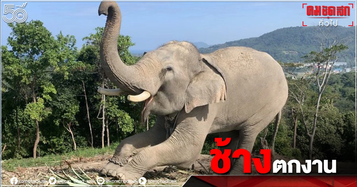 "ช้างไทย" วิจัยฝุ่น "โควิด-19" ทำตกงานเพียบ วอนรัฐบาลเร่ง "เยียวยา" "ช้างไทย" วิจัยฝุ่น "โควิด-19" ทำตกงานเพียบ วอนรัฐบาลเร่ง "เยียวยา"