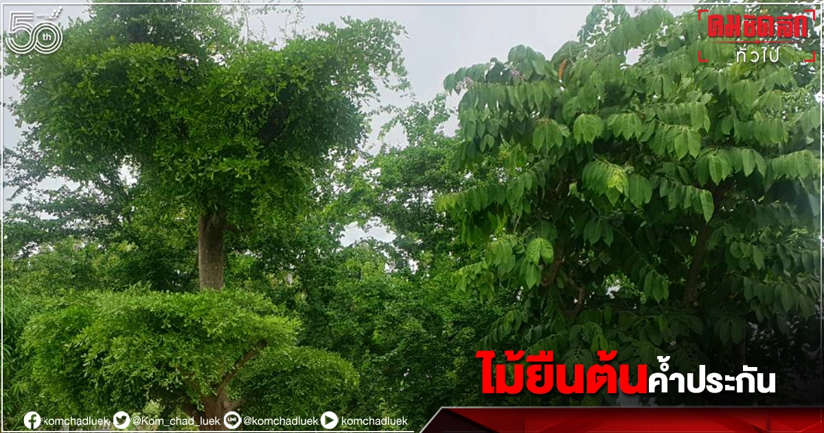 บอร์ดเกษตรกรรมฯ เห็นชอบ Green Bank ขยาย "ไม้ยืนต้น" ค้ำประกันสินเชื่อ