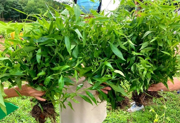 "ธรรมนัส"จับมือ" ส.ป.ก." -" พด." เร่งขับเคลื่อนปลูก"ฟ้าทะลายโจร" " กระชายขาว" สมุนไพรสู้"โควิด-19"