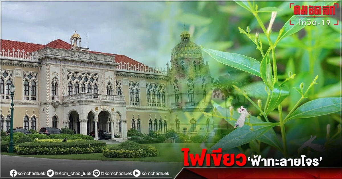 "ครม."ไฟเขียวใช้"ยาฟ้าทะลายโจร"รักษาผู้ป่วย"โควิด-19"