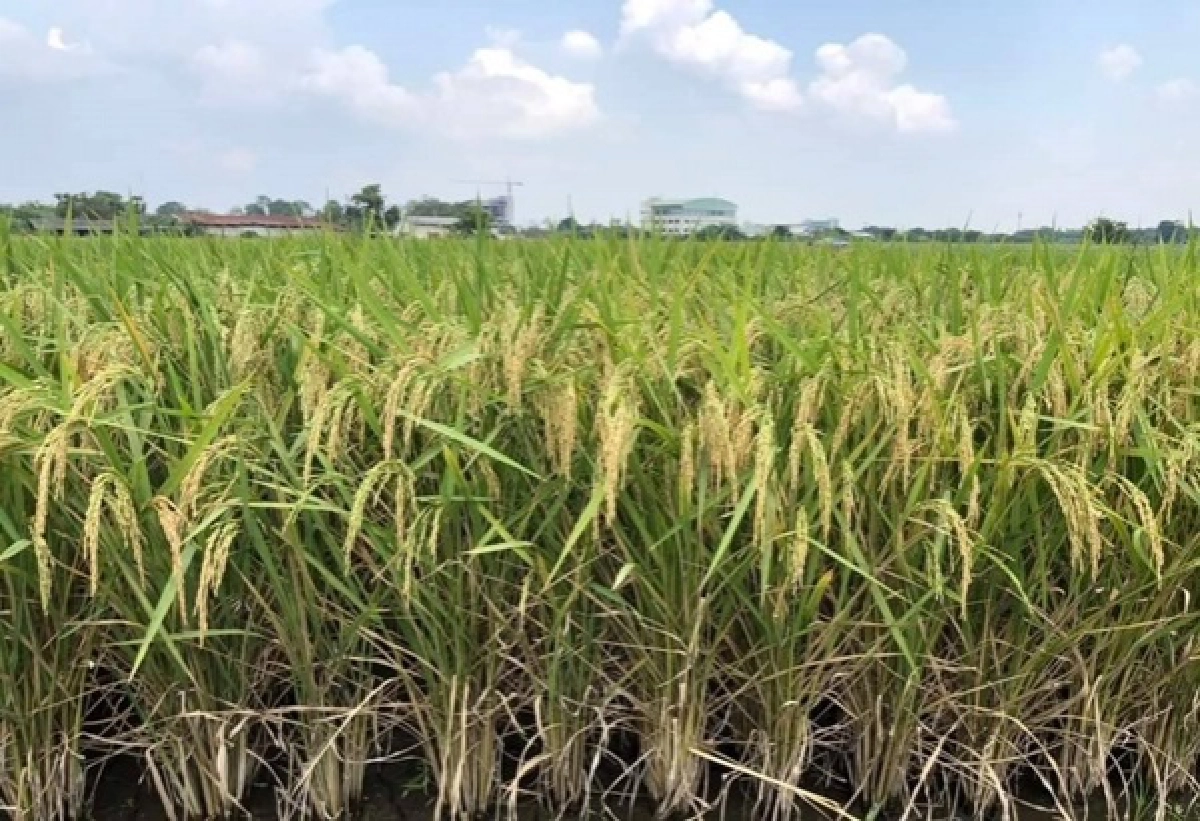 "กรมการข้าว"เร่งเพิ่มศักยภาพการผลิต"เมล็ดพันธุ์ข้าว"ให้เพียงพอ ตั้งเป้าผลิตให้ได้ 152,000 ตัน/ปี 