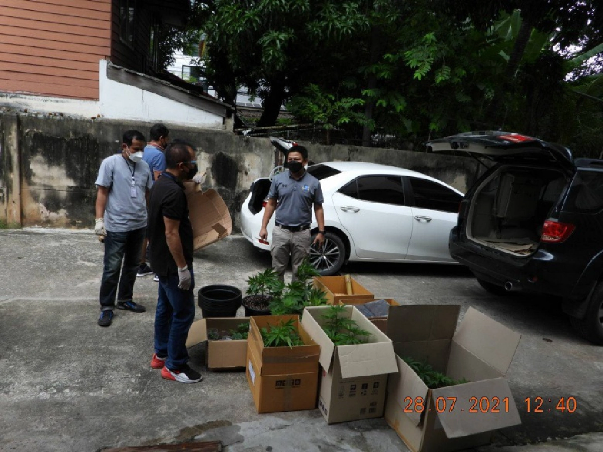 บุกหิ้ว 2 หนุ่ม พนักงานขนส่งเอกชน ลอบปลูกกัญชาส่งขายทั่วประเทศ