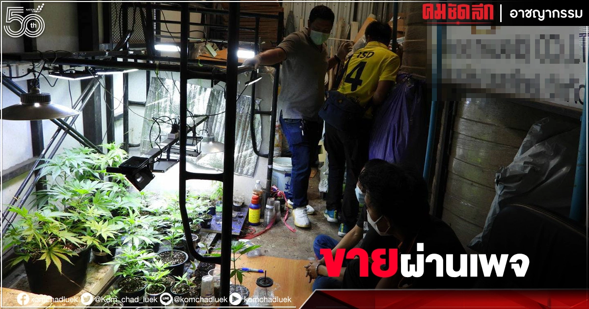 บุกหิ้ว 2 หนุ่ม พนักงานขนส่งเอกชน ลอบปลูกกัญชาส่งขายทั่วประเทศ บุกหิ้ว 2 หนุ่ม พนักงานขนส่งเอกชน ลอบปลูกกัญชาส่งขายทั่วประเทศ