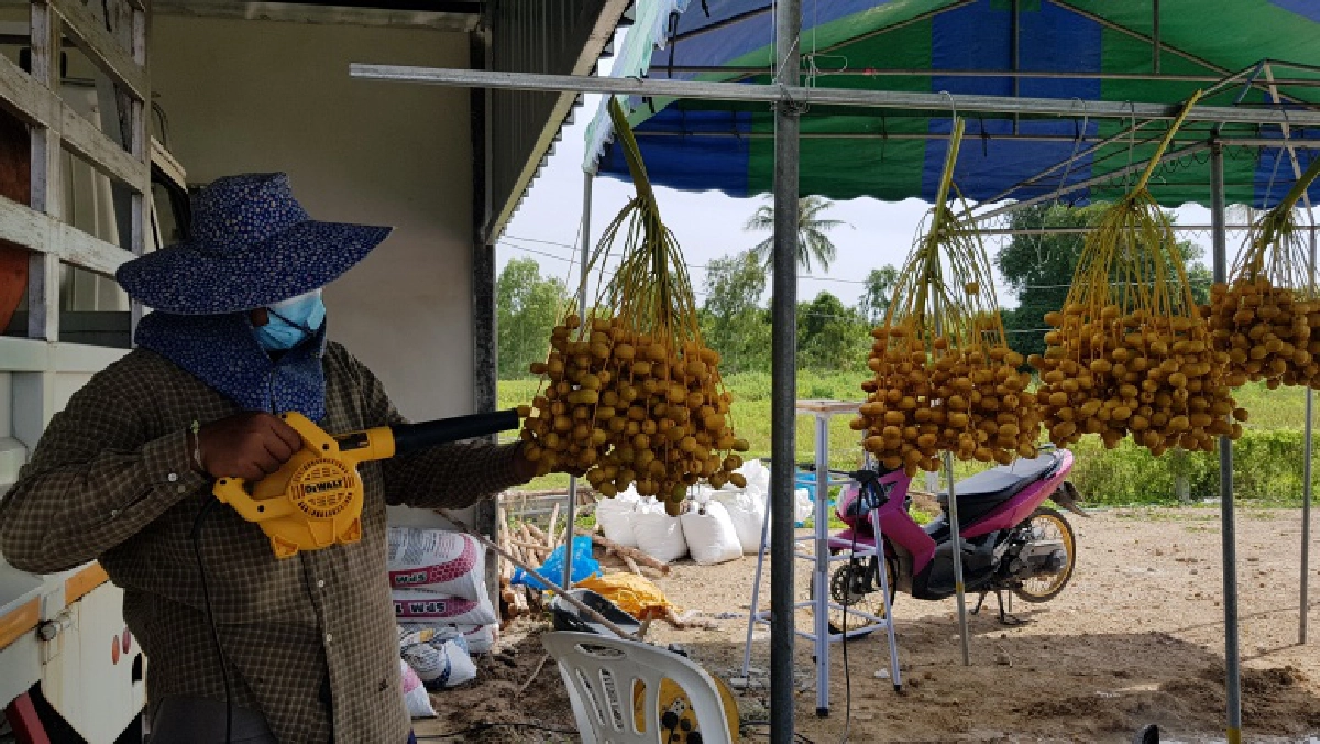 ชมไร่ปริณทิพย์ "สวนอินทผลัม" เกษตรอินทรีย์ โครงการพระราชประสงค์ดอนขุนห้วย ชะอำ 