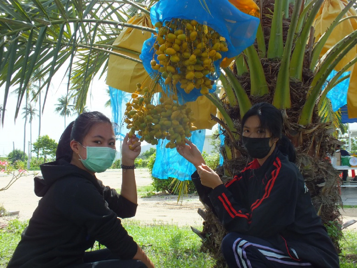 ชมไร่ปริณทิพย์ "สวนอินทผลัม" เกษตรอินทรีย์ โครงการพระราชประสงค์ดอนขุนห้วย ชะอำ 