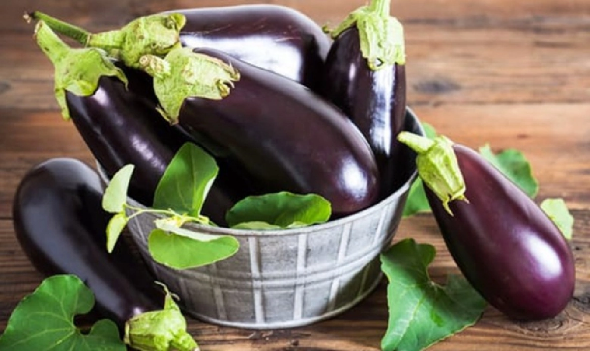 "มะเขือม่วง" ปลูกง่ายให้ผลผลิตดี กับคุณประโยชน์สุดว้าว ดีต่อสุขภาพ