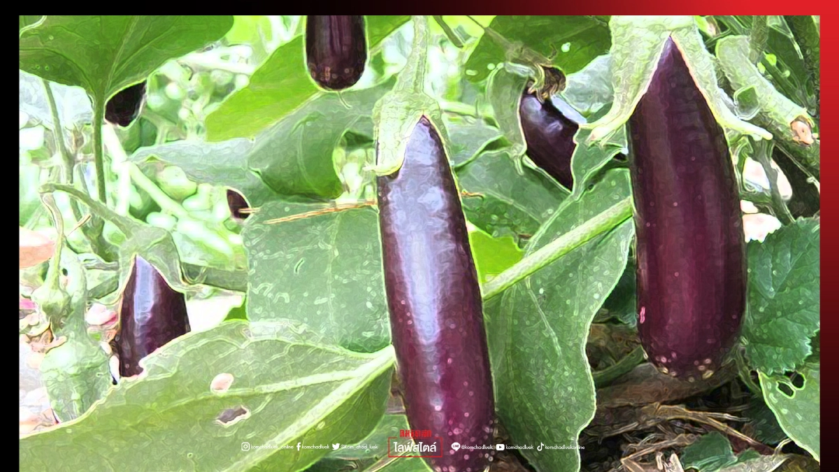 "มะเขือม่วง" ปลูกง่ายให้ผลผลิตดี กับคุณประโยชน์สุดว้าว ดีต่อสุขภาพ