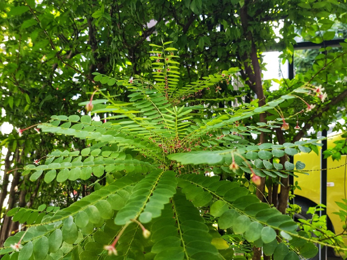 "ว่าน" สมุนไพร พันธุ์ไม้สายมู (มูเตลู)