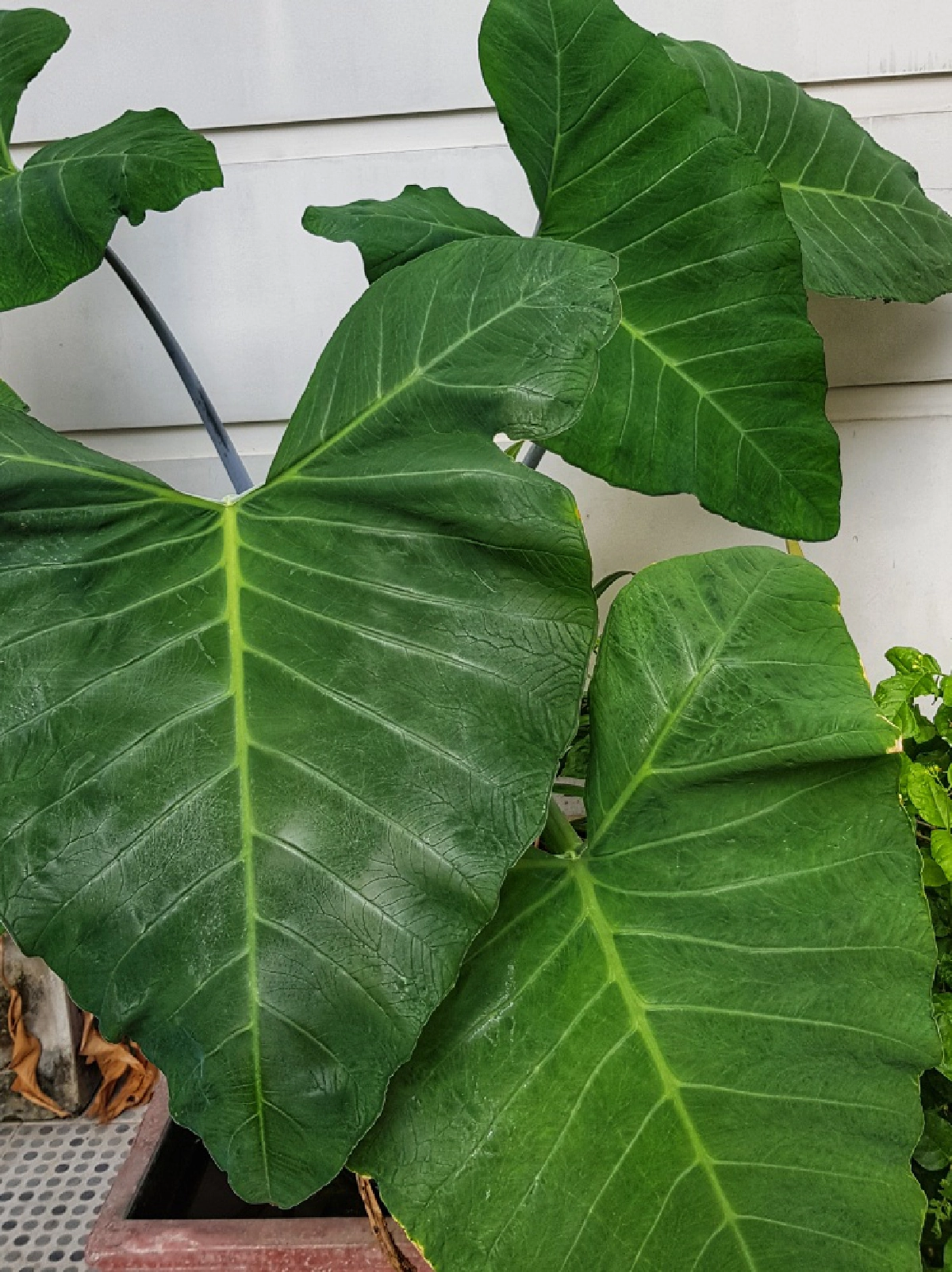 "ว่าน" สมุนไพร พันธุ์ไม้สายมู (มูเตลู)