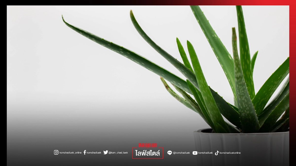 "ว่าน" สมุนไพร พันธุ์ไม้สายมู (มูเตลู)