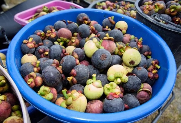 "ร.อ.ธรรมนัส พรหมเผ่า"  รมช.เกษตรฯลงพื้นที่ช่วยชาวสวน"มังคุด"เมืองคอน