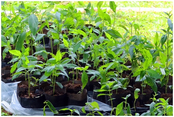 สร้างขวัญกำลังใจ 6 ส.ค.นี้ "สุวัจน์" นำแจกฟรีต้นกล้าฟ้าทะลายโจร