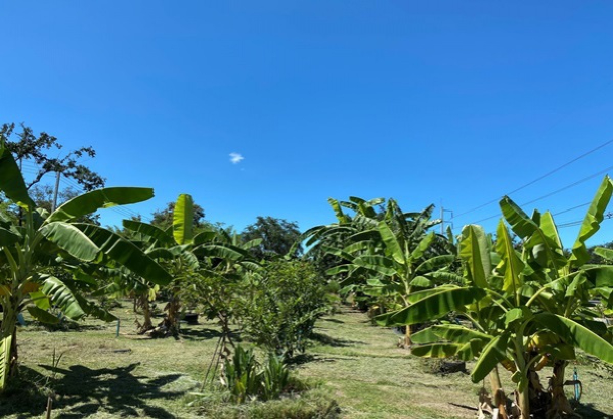 "แปลงสาธิตเกษตรทฤษฎีใหม่ "ศูนย์ห้วยทรายฯ รูปแบบมีกินมีขายได้ทั้งปี