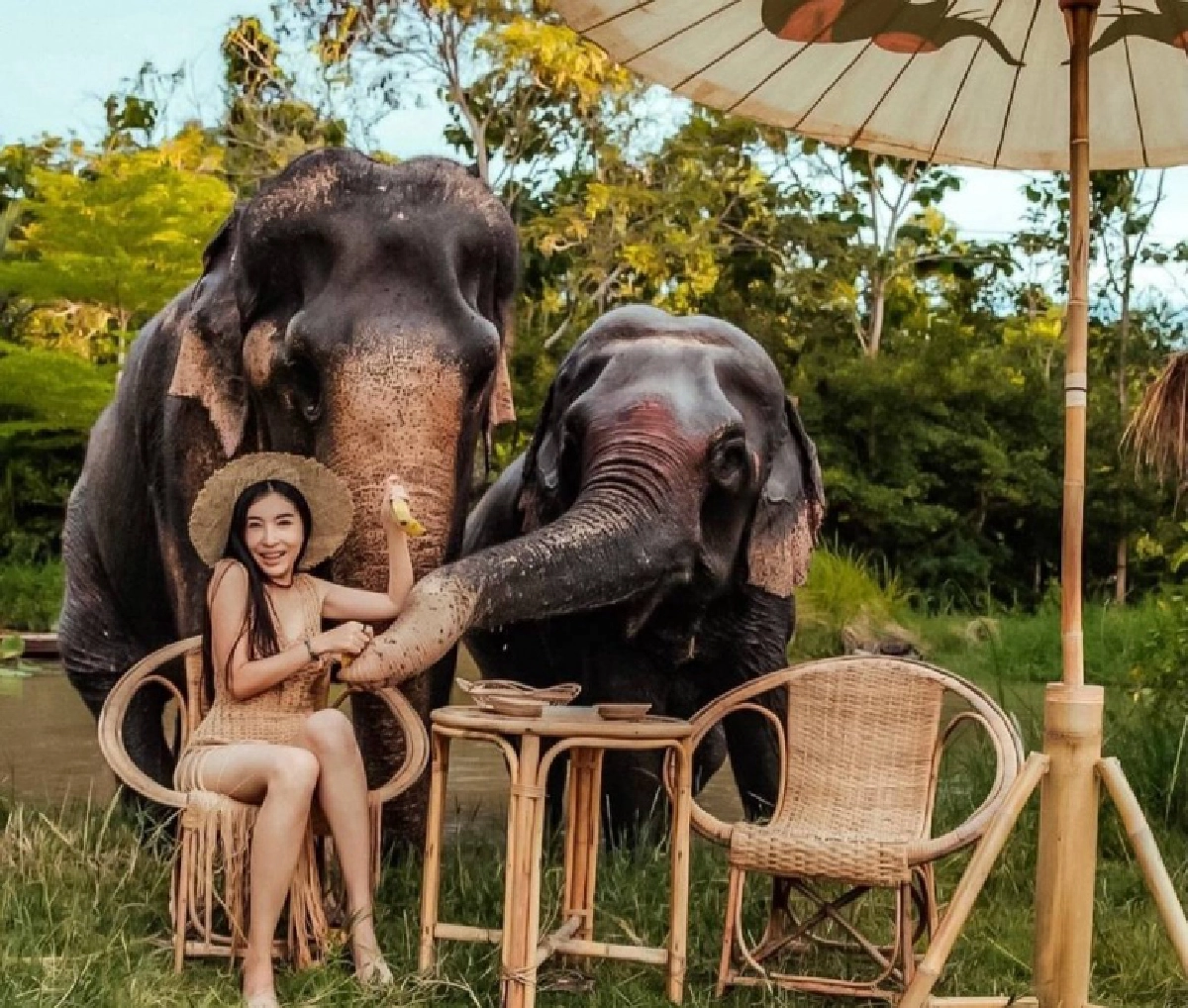 "ลูกปัด" ลั่นทิ้งช้างไม่ได้ ยอมขายที่ 35 ไร่ ต่อลมหายใจให้พนักงานและช้าง