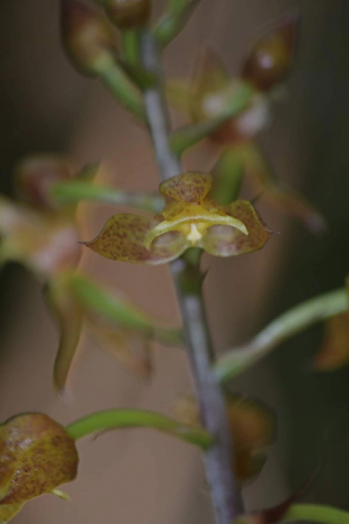 "เอื้องขวด" กล้วยไม้ป่าหายาก กับความงามที่ซ่อนอยู่ในป่าใหญ่ 