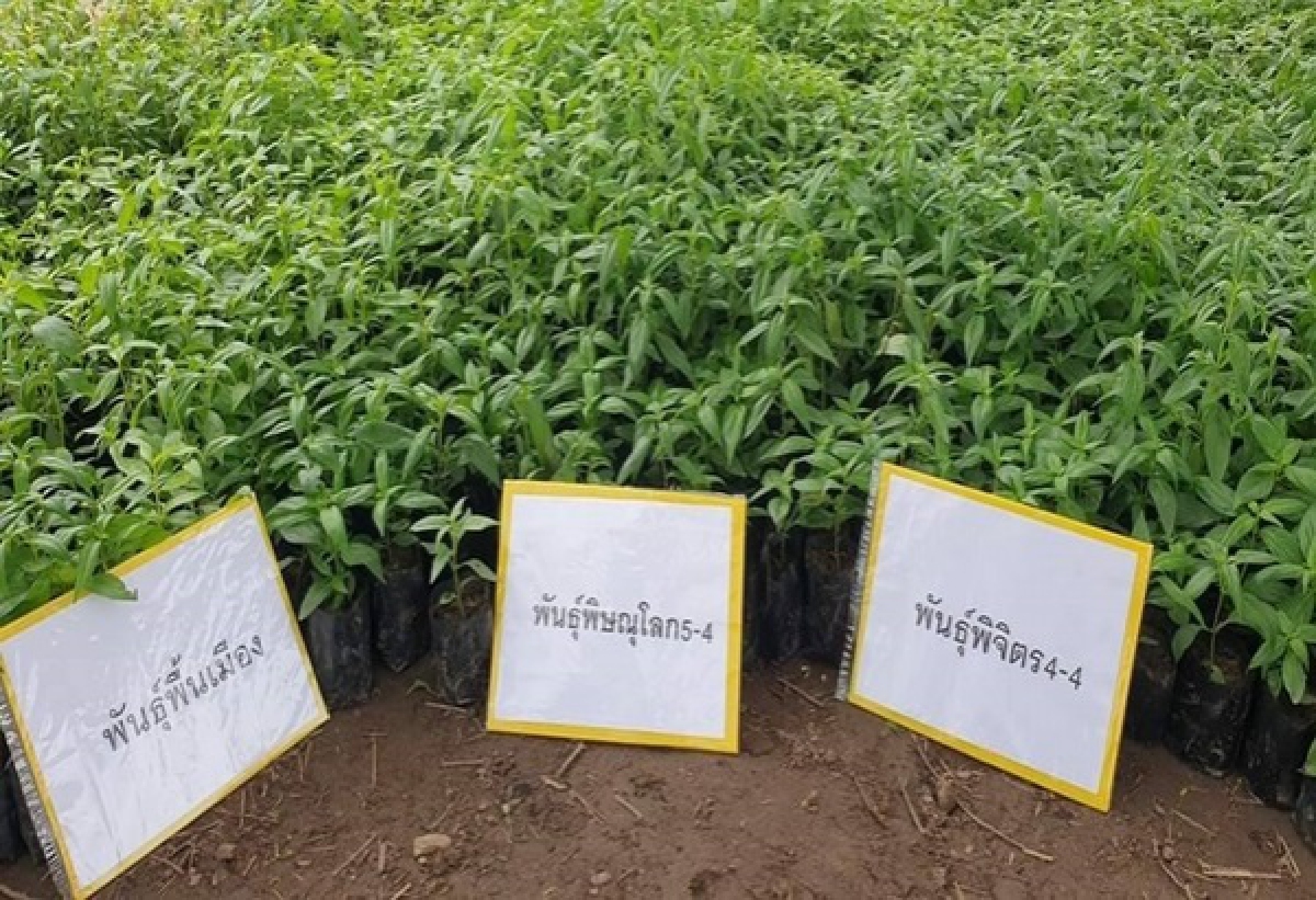"อนุทิน" คิกออฟหนุน"เกษตรกร"ปลูก"ฟ้าทะลายโจร"ป้อนสาธารณสุข
