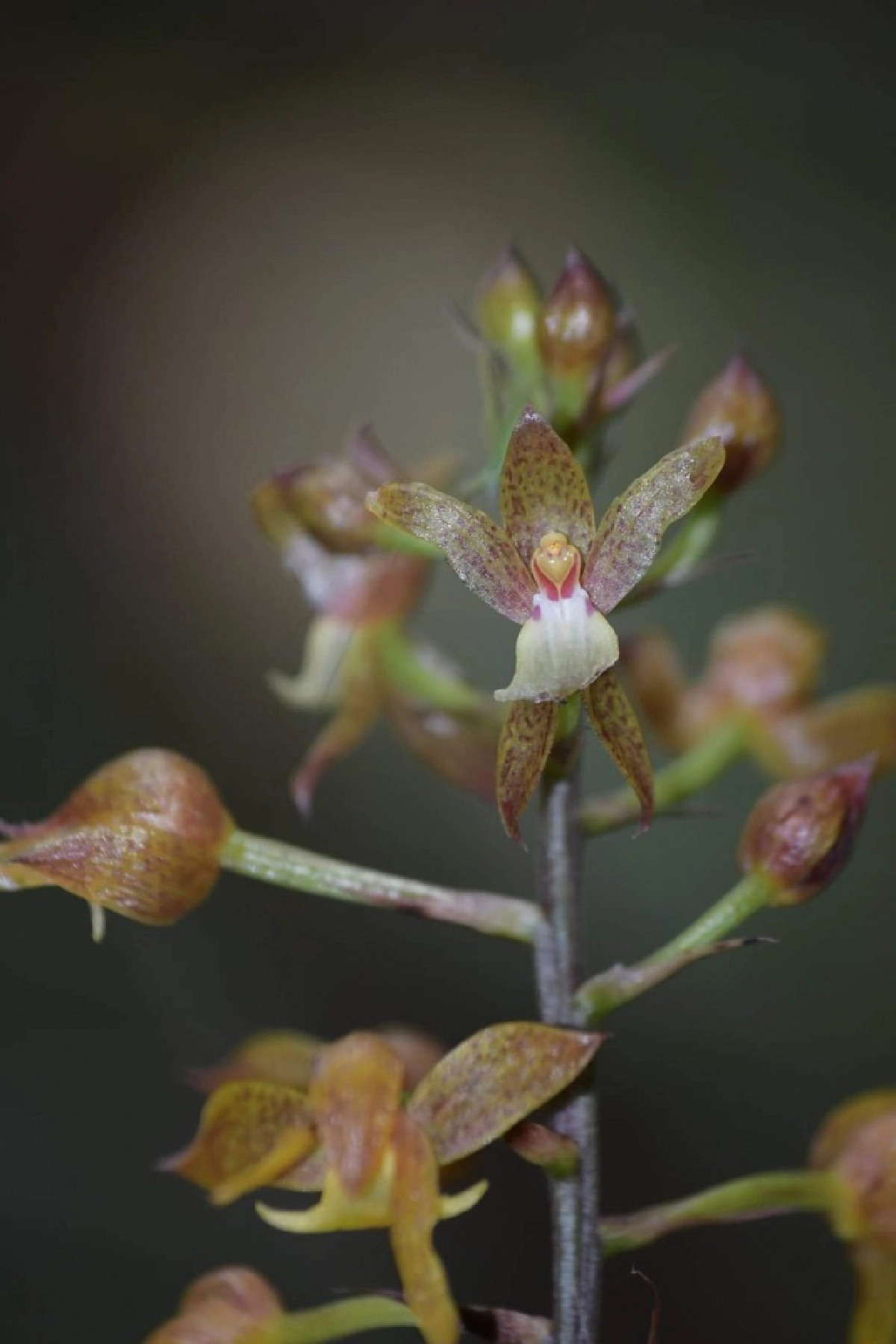 "เอื้องขวด" กล้วยไม้ป่าหายาก กับความงามที่ซ่อนอยู่ในป่าใหญ่ 