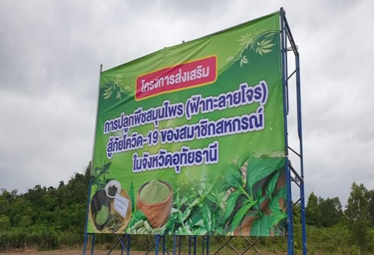 "อนุทิน" คิกออฟหนุน"เกษตรกร"ปลูก"ฟ้าทะลายโจร"ป้อนสาธารณสุข