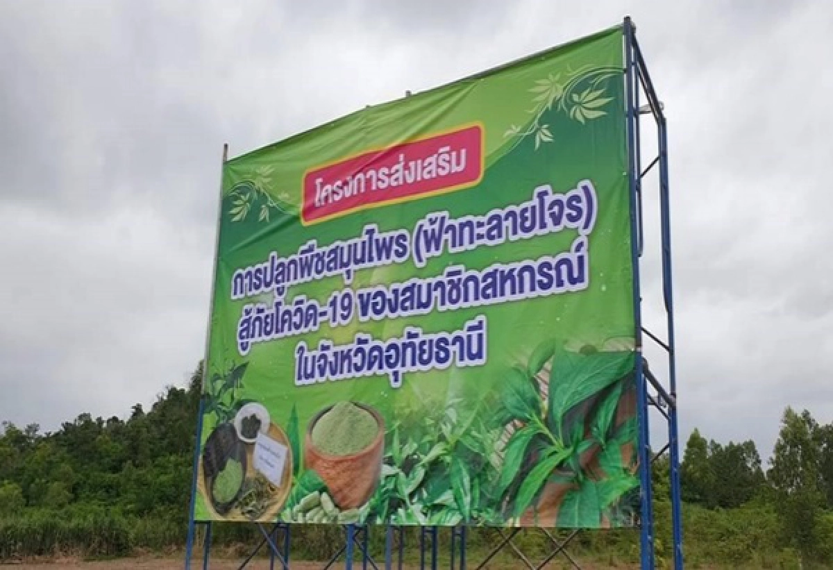 "อนุทิน" คิกออฟหนุน"เกษตรกร"ปลูก"ฟ้าทะลายโจร"ป้อนสาธารณสุข