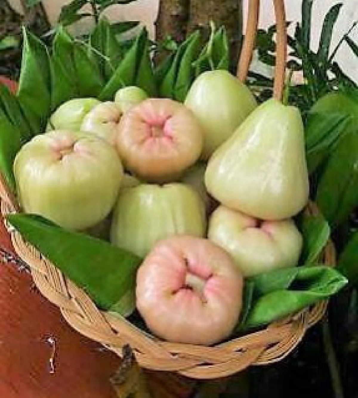 \"ชมพู่เมืองเพชร\" หวานกรอบ แสนอร่อย สุดยอดของฝาก จังหวัดเพชรบุรี