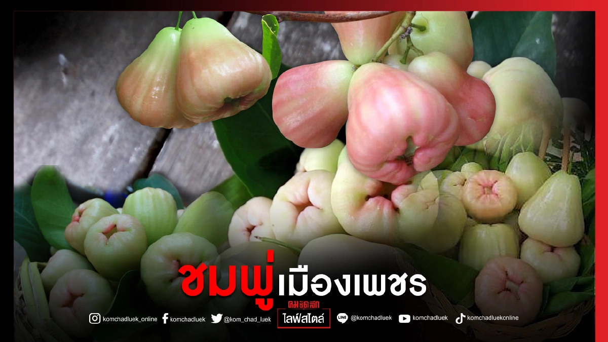 "ชมพู่เมืองเพชร" หวานกรอบ แสนอร่อย สุดยอดของฝาก จังหวัดเพชรบุรี "ชมพู่เมืองเพชร" หวานกรอบ แสนอร่อย สุดยอดของฝาก จังหวัดเพชรบุรี