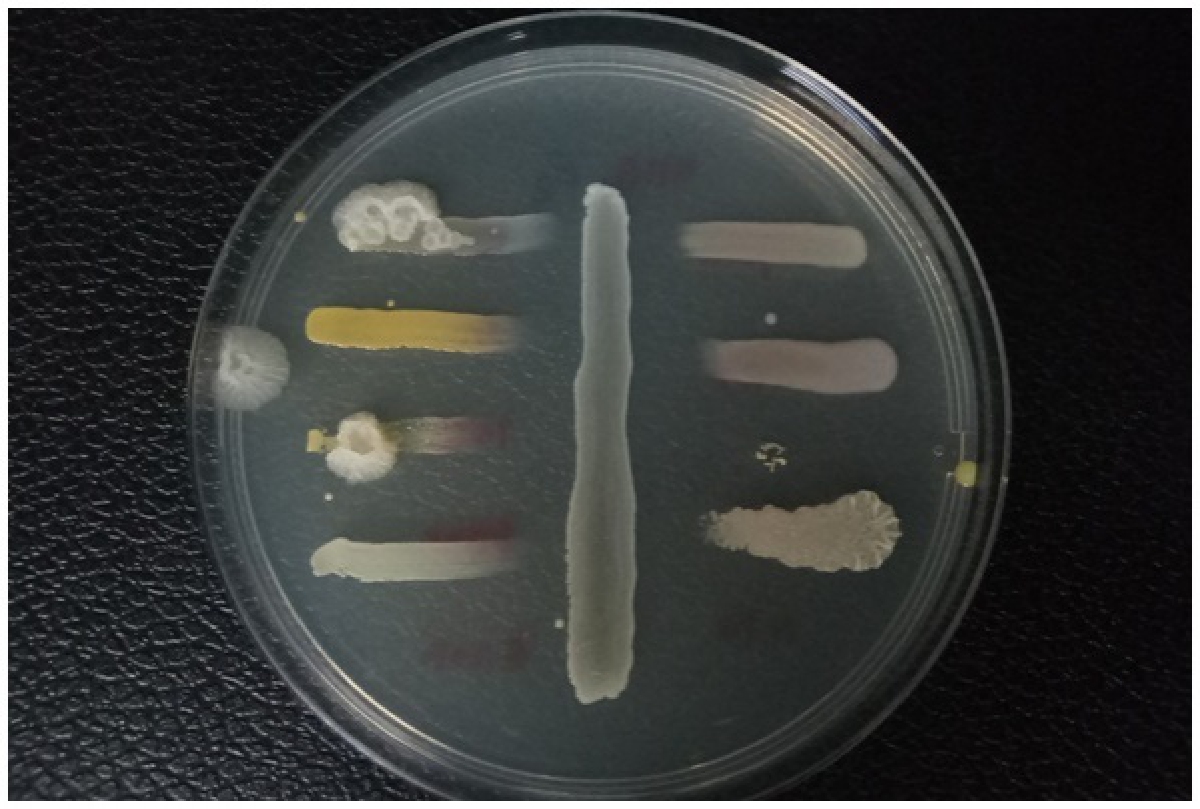 นักวิจัย มวล.พัฒนา "กล้าเชื้อผงปลาส้ม" ทำให้ผลิตปลาส้มได้ทุกฤดูกาล