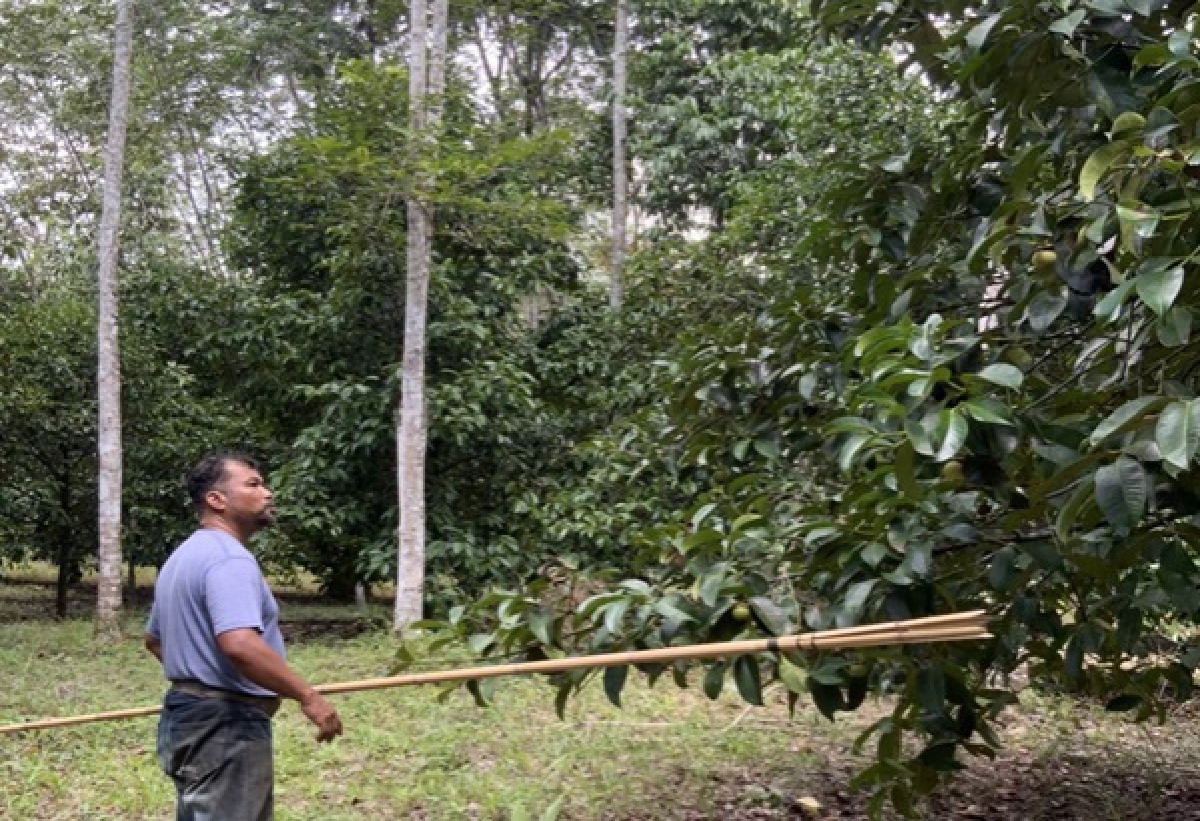 "เครือข่ายชาวสวนมังคุด"ขอบคุณ"กองทัพอากาศ"ช่วยเร่งระบายผลผลิตสู่ปลายทางช่วงวิกฤติ "โควิด-19"